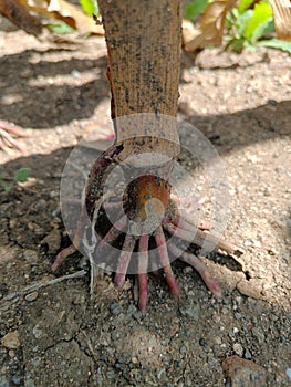 Root of wheat plants