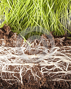 Root wheat sprout soil