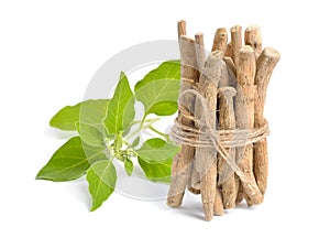 Root Withania somnifera, known commonly as ashwagandha, Indian ginseng, poison gooseberry or winter cherry.