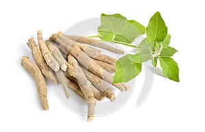 Root Withania somnifera, known commonly as ashwagandha, Indian ginseng, poison gooseberry or winter cherry