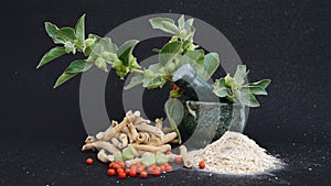 Root Withania somnifera, known commonly as ashwagandha, Indian ginseng, poison gooseberry or winter cherry