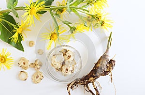 Root, yellow flowers of the medicinal plant inula helenium. Useful herb elecampane inula for use in medicine, folk