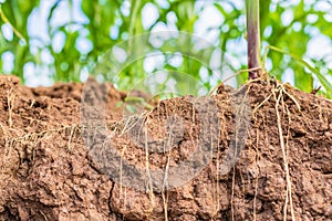 Root of young corn in field and texture of soil. Environment concept