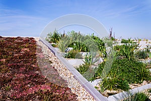 Root zone waste water sewage treatment plant on the extensive green living sod roof