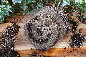 Rootbound house plant being repotted