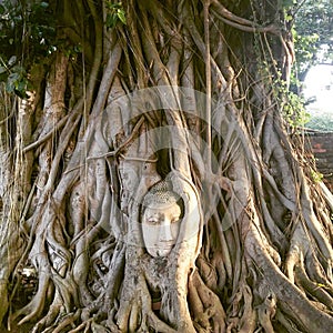 Rooted Buddha of Ayutthaya
