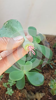 rooted cactus / succulent leaf, mysteries of natureï¿¼