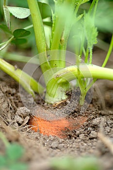 Rooted Carrot photo