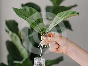 Rooted cutting of fiddle leaf fig or ficus lyrata