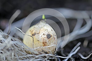 Rooted garlic bulb sprouts