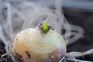 Rooted garlic bulb sprouts