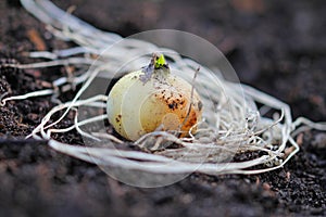 Rooted garlic bulb sprouts