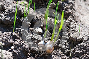 Rooted garlic bulbs are growing on ground. Juicy green sprouts of garlic planted in garden