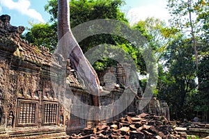 Rooted in history: Giant tree roots envelop Khmer ruins, a testament to nature\'s power in Cambodia