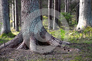 Rooted tree photo