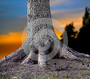 Rooted tree photo