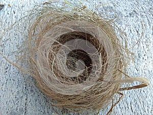 Wild bird nest