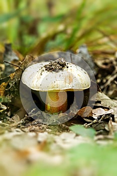 Rooting bolete