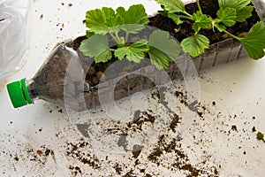 Rooting cuttings from Geranium plants in the plastic bottle