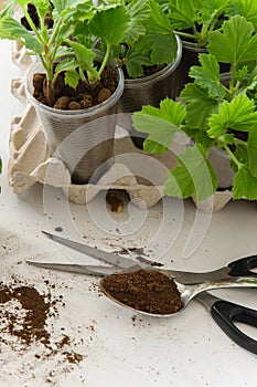 Rooting cuttings from Geranium plants in the plastic cups