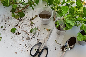 Rooting cuttings from Geranium plants in the plastic cups photo