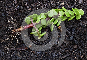 Rooting from cuttings, the wonder of Succulents