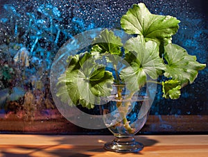 Rooting method for sardinia plant with fresh water in glass