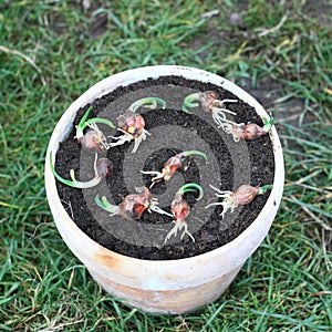Rooting of multi-tiered onion known as Allium poliferum or Allium cepa