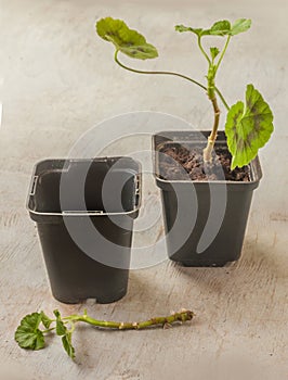 Rooting pelargonium cuttings in a pot