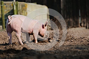 Rooting pig photo