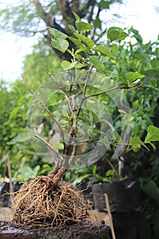 Rooting the plant in preparation for moving it to a pot