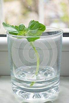 Rooting/ propagating green basil in a jar of water