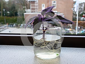 Rooting of a purple Gynura plant in water