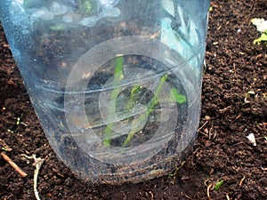 Rooting a rose stalk under a plastic five liter bottle. Gardening at home.