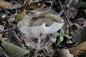 Rooting Shank Fungus photo