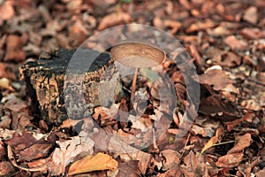 Rooting shank - Hymenopellis radicata