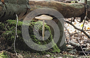 The Rooting Shank Hymenopellis radicata is an edible mushroom photo