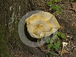 Rooting shank mushroom on the forest floor