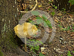 Rooting shank mushroom on the forest floor