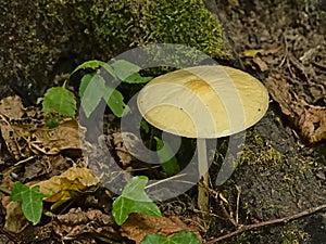 Rooting shank mushroom on the forest floor