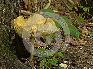 Rooting shank mushroom on the forest floor