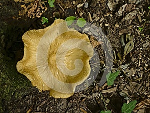 Rooting shank mushroom on the forest floor, overhead view