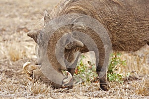 Rooting Warthog