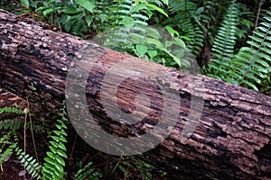 Rooting Wood in Tropical Secondary Forest