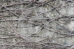 Rootlet on concrete wall background