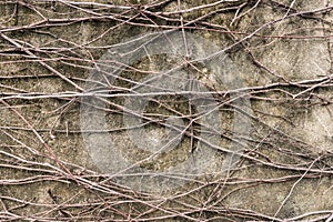 Rootlet on concrete wall background