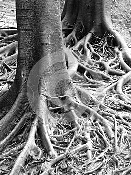 Roots