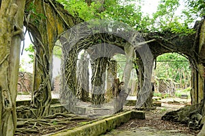 Roots on abandoned ancient wall