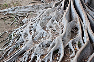 Roots of an aged tree