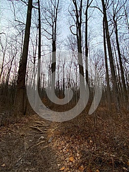 Roots Along the Trail